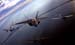 Raptor.HF.23